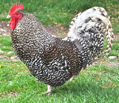 Scots Dumpy Chicken Origin Characteristics Uses Photo