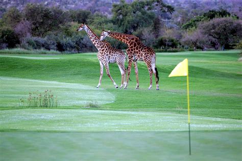 Leopard Creek 2 Rovos Rail Blog