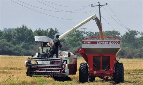 Nicaragua avanza en la producción de arroz Más del 90 de meta de