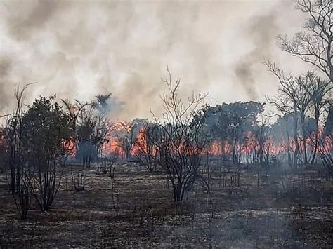 Santa Cruz Registra 19 Incendios Forestales Periódico La Patria