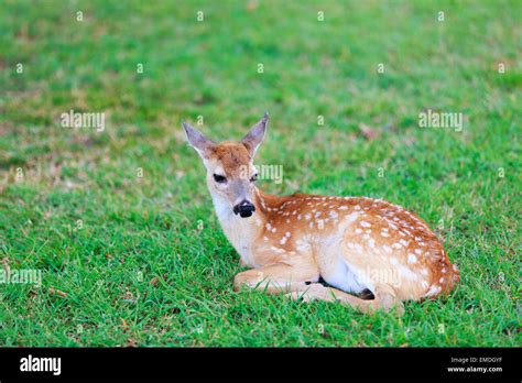 White Spots On Baby Deer Hi Res Stock Photography And Images Alamy