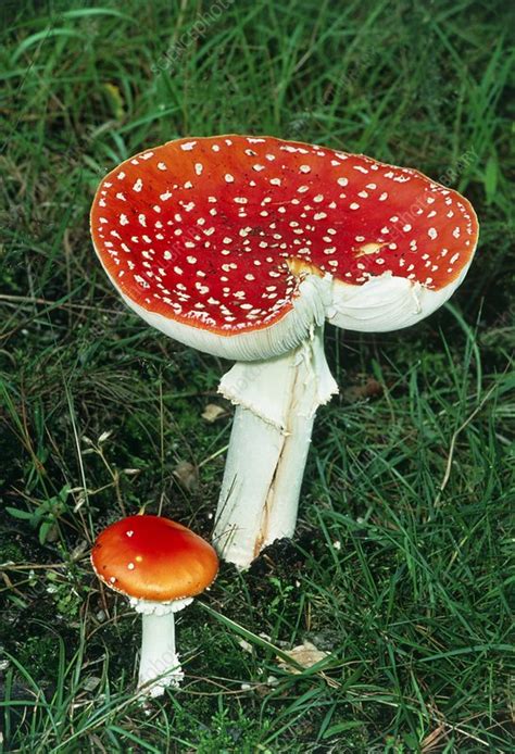 Fly Agaric Mushroom Amanita Muscaria Stock Image B