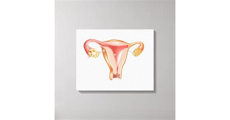 Anatomy Of Female Uterus 1 Canvas Print Zazzle