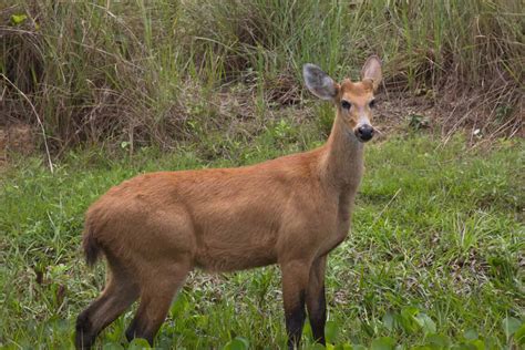 Deer Size Comparison Just How Big Do The Different Types Get A Z