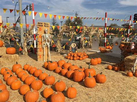 The Best Pumpkin Patches Around Los Angeles