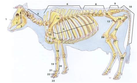 Esqueleto de vaca diagrama de anatomía y estructura nombres de huesos