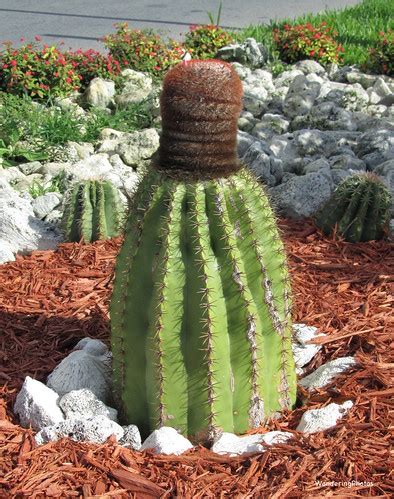 Turk S Cap Cactus Melocactus Intortus Grand Turk Turks Flickr