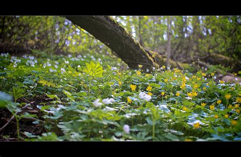 Wallpaper Sunlight Landscape Flowers Nature Grass Branch Green