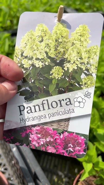 Гортензия из серии PAN- сорт Panflora/Панфлора, Эксклюзив 2023, ☎️8-926 ...