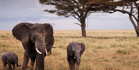 Rivers Serengeti National Park- Africa Adventure Vacations