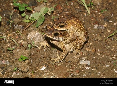 Toads Mating Duttaphrynus Melanostictus Indian Common Toad Asian