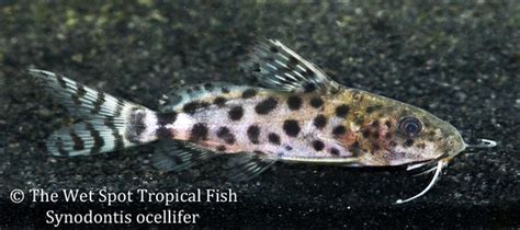 Wet Spot Tropical Fish Synodontis Synodontis Ocellifer Ocellated