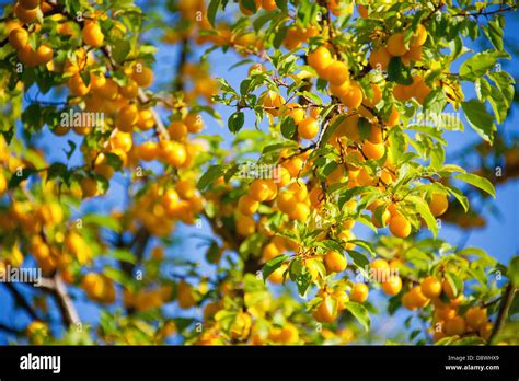 Mirabelle Plums On The Tree Stock Photo Alamy
