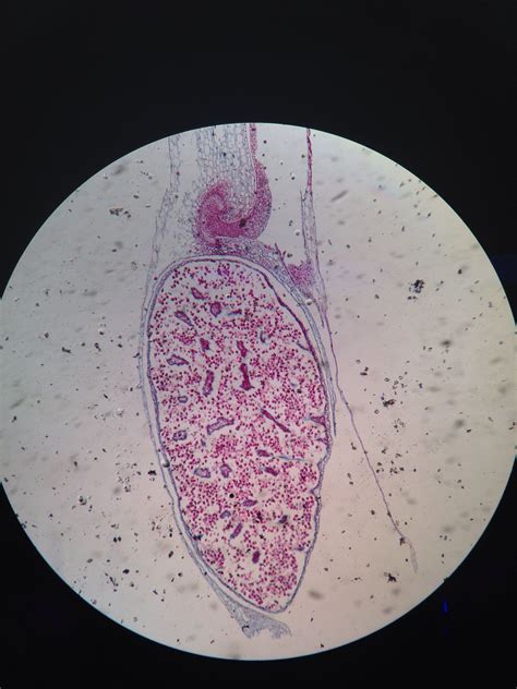 Isoetes Microsporophyll Cards