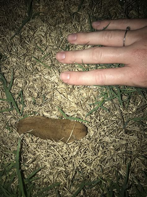 Found This Slug In The Backyard Queensland Australia Underside Is