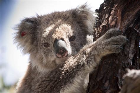 Top Wildlife Spots Along the Melbourne to Sydney Coastal Drive