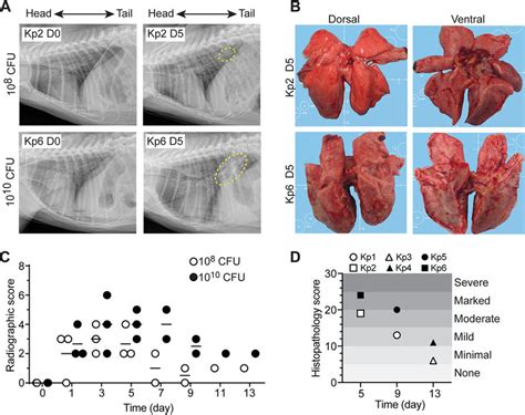 ST258 Lower Respiratory Tract Infection In Cynomolgus Macaques As A