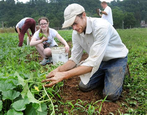 Rolling Harvest Food Rescue Gleans Farm Fields To Help Needy Rolling