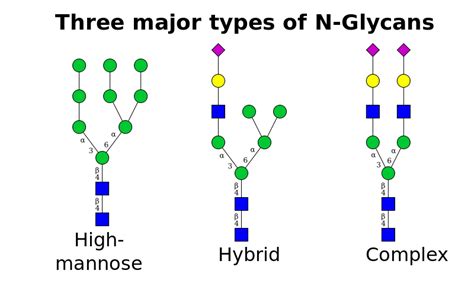 Difference Between N Glycosylation and O Glycosylation | Compare the ...