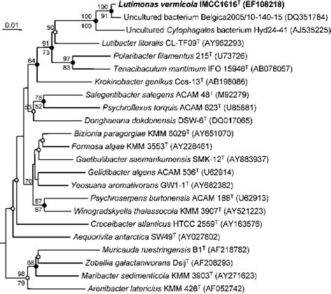 Neighbour Joining Phylogenetic Tree Based On 16s Rrna Gene Sequences