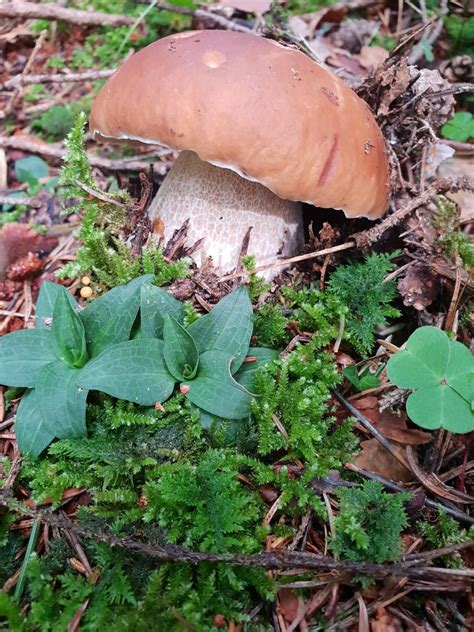 Great Lakes Fungi On Twitter RT Sluganik Penny Bun Boletus Edulis