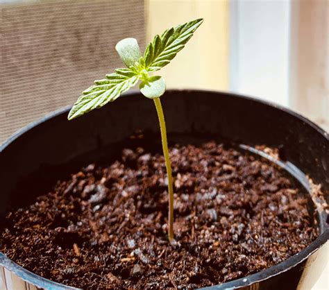 Best Conditions For Cannabis Seedlings Sensi Seeds