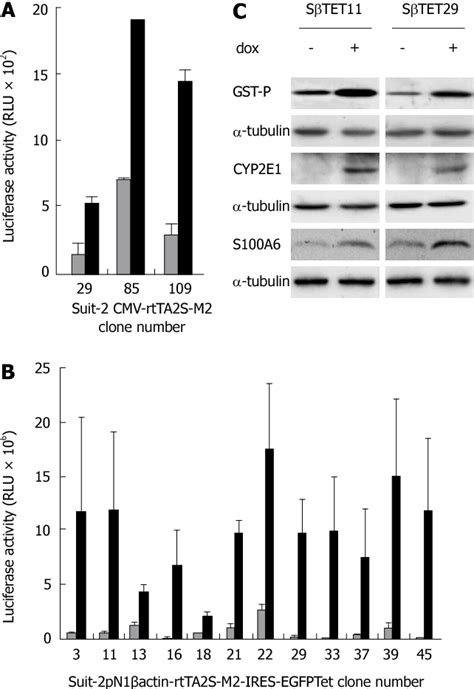 Figure From Tetracycline Inducible Protein Expression In Pancreatic