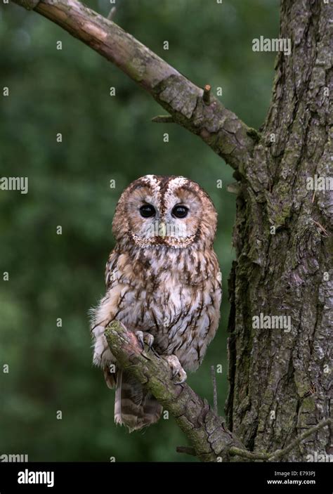 Tawny owl Banque de photographies et dimages à haute résolution Alamy