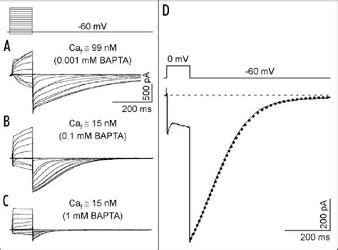 Cone Ca 2 Activated Cl Tail Currents Are Regulated By Free Ca 2 I