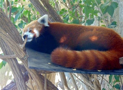 Red Panda Sunset Zoo Manhattan KS - The Zoo Review