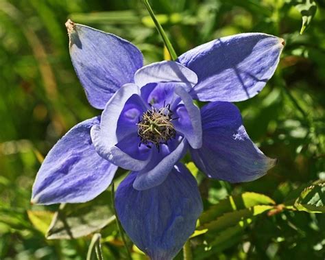 Aquilegia Alpina Piante Perenni Aquilegia Alpina Giardino