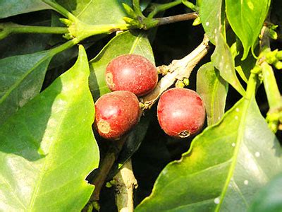 Coffee Origins: Coffee Tree Life Cycle