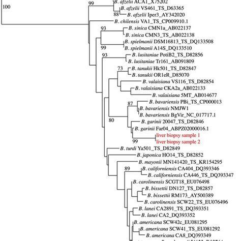 Phylogenetic Tree Of Borrelia Taxa Based On Flagellin Gene Nt