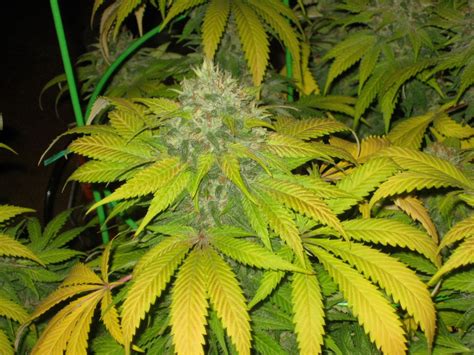 White Widow Owns A Combination Of Sativa And Indica Characteristics And