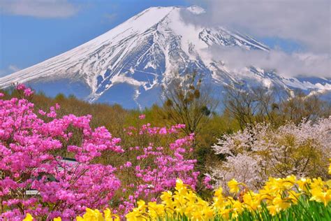 日本の美のコラボレーション 「桜と富士山」撮影ガイド〜富士五湖編 ピクスポット 絶景・風景写真・撮影スポット・撮影ガイド