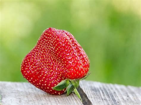 Weird Looking Strawberries Why Are My Strawberries Are Misshapen