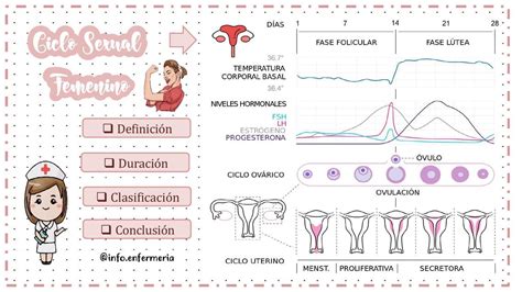 Ovog Nesis Y Espermatog Nesis Flashcards