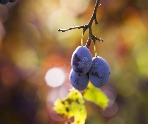 Ripe Plums Hanging From A Tree Stock Image Image Of Hanging Fresh