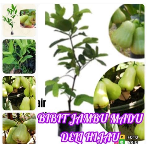 Jual Bibit Buah Jambu Madu Deli Hijau Hasil Cangkok Jambu Air Manis