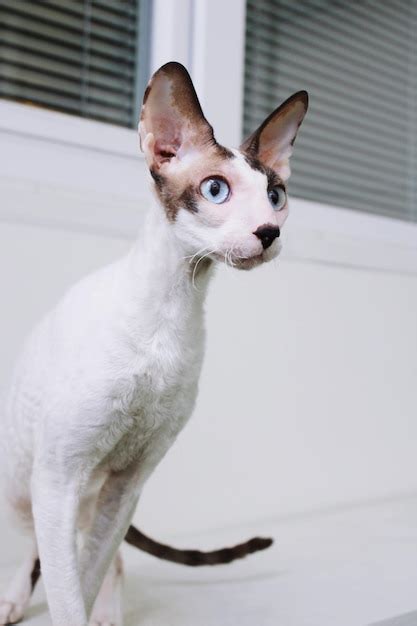 Premium Photo Cornish Rex Cat