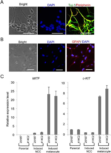 Figure 1 From Derivation Of Mesenchymal Stromal Cells From Pluripotent