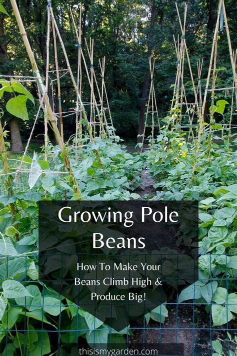 Growing Pole Beans How To Make Your Beans Climb High And Produce Big Pole Beans Planting