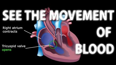 The pathway of blood flow through the heart animation – Artofit