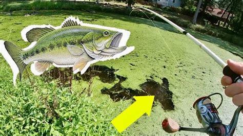 Golf Course Fishing For Fat Bass Pressured Pond In Maryland Youtube