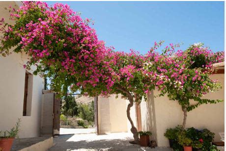 32 Types of Bougainvillea Plants With Pictures - AMERICAN GARDENER