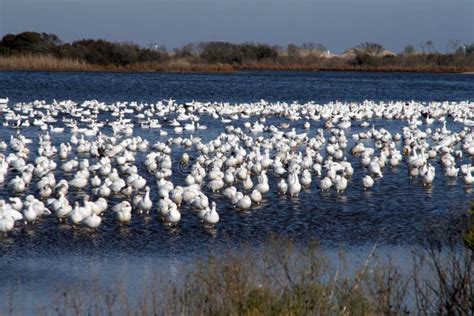 Birds Stock Image Image Of Leader View Alot Hundreds 8484995