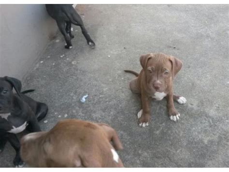 American Pit Bull Terriers For Sale Sadba Registered Phoenix