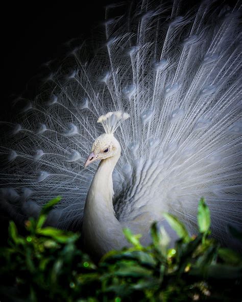 Details White Peacock Wallpaper Hd Latest Noithatsi Vn