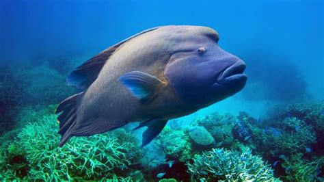 Ikan Napoleon Muncul Di Riau Raksasa Penjaga Terumbu Karang Harian