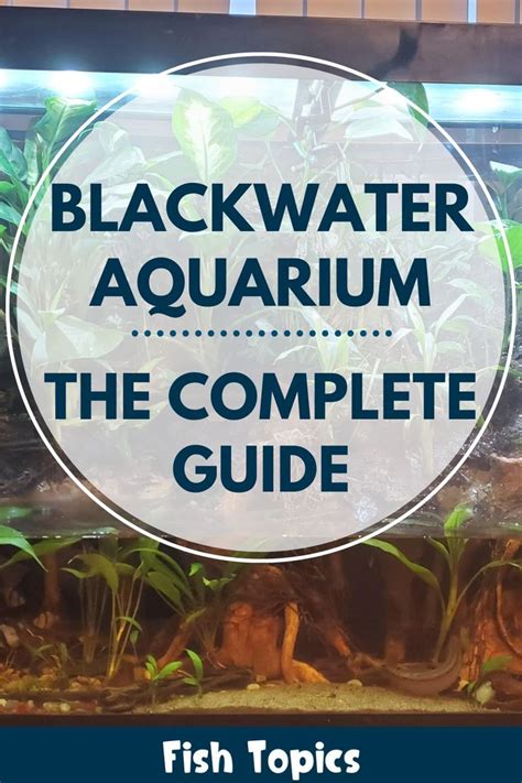 Blackwater Aquarium The Complete Guide Artofit